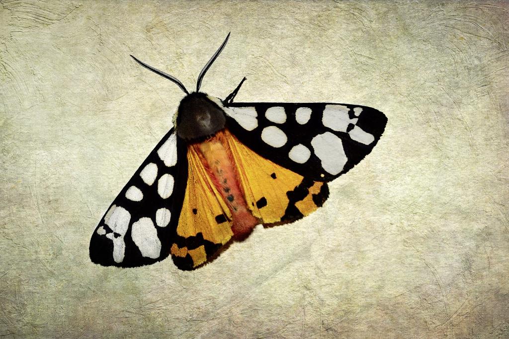 Schmetterlinge Mythen Schwarzer Baer © Siala / Pixabay Schmetterlinge Mythen