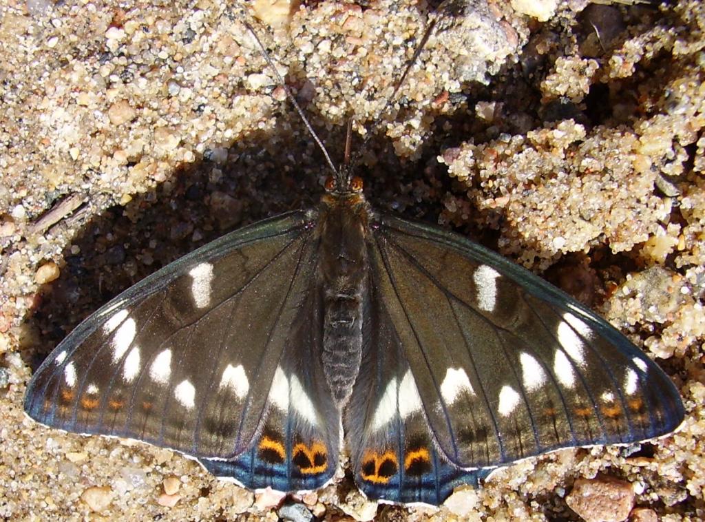 Schmetterlinge Mythen / Großer Eisvogel © Käyttäjä:Kompak, Limenitis populi-02, CC BY-SA 3.0
Schmetterlinge Mythen