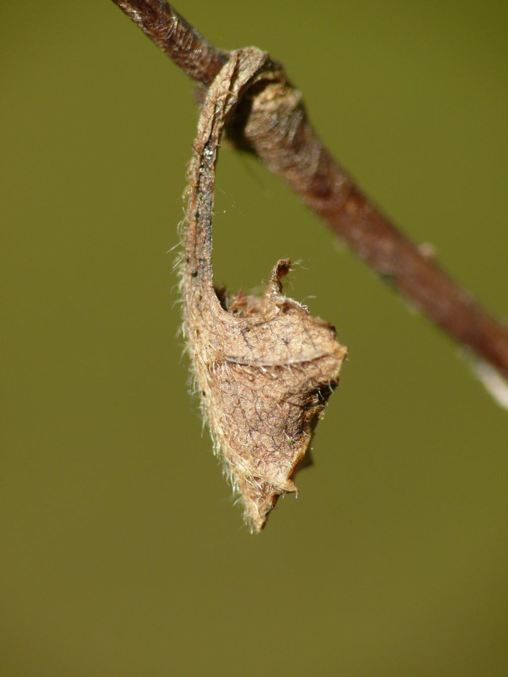 Schmetterlinge Mythen