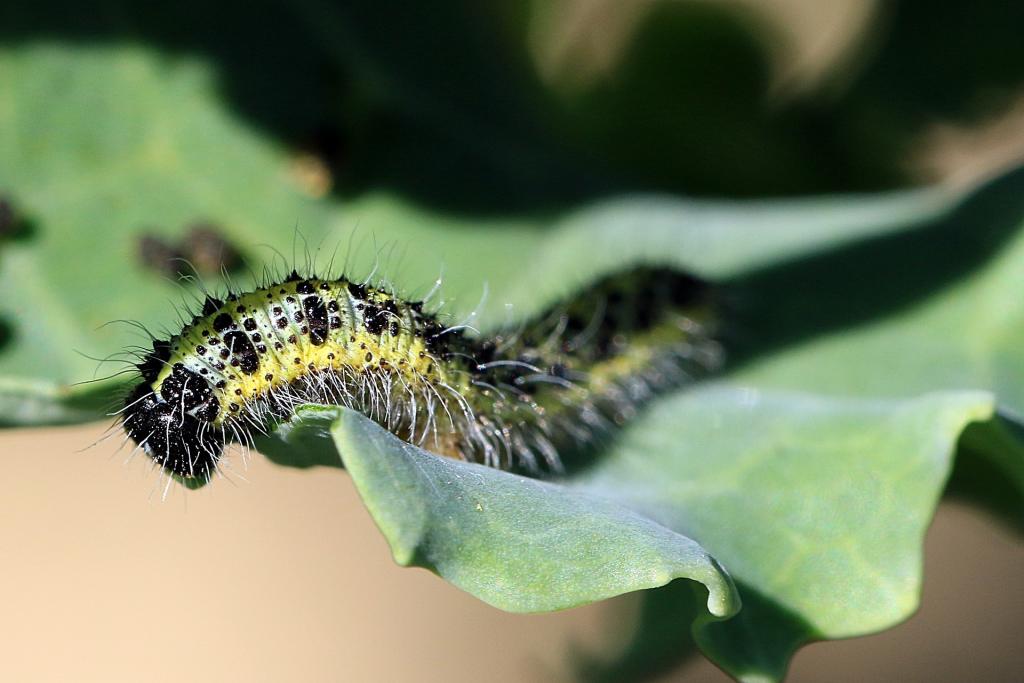 Schmetterlinge Mythen Kohlweissling © Anna Sulencka / Pixabay Schmetterlinge Mythen