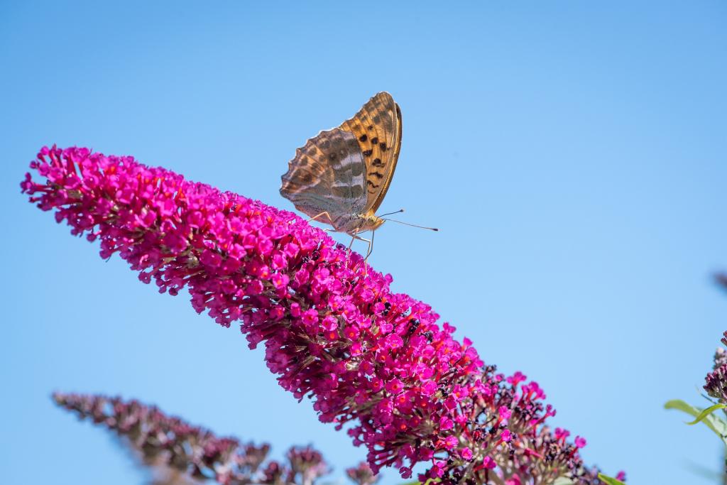 Schmetterlinge Mythen Sommerflieder © Pezibear / Pixabay Schmetterlinge Mythen