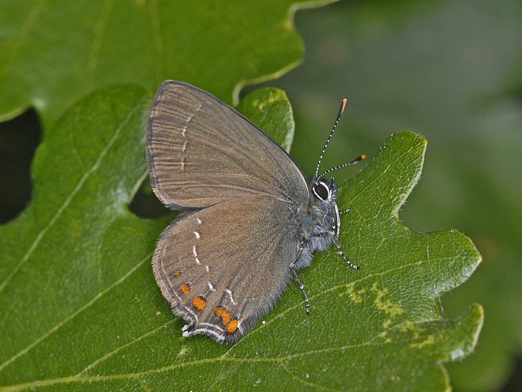 Brauner Eichen-Zipfelfalter © Hectonichus, Lycaenidae - Satyrium ilicis-000., CC BY-SA 4.0
Brauner Eichen-Zipfelfalter