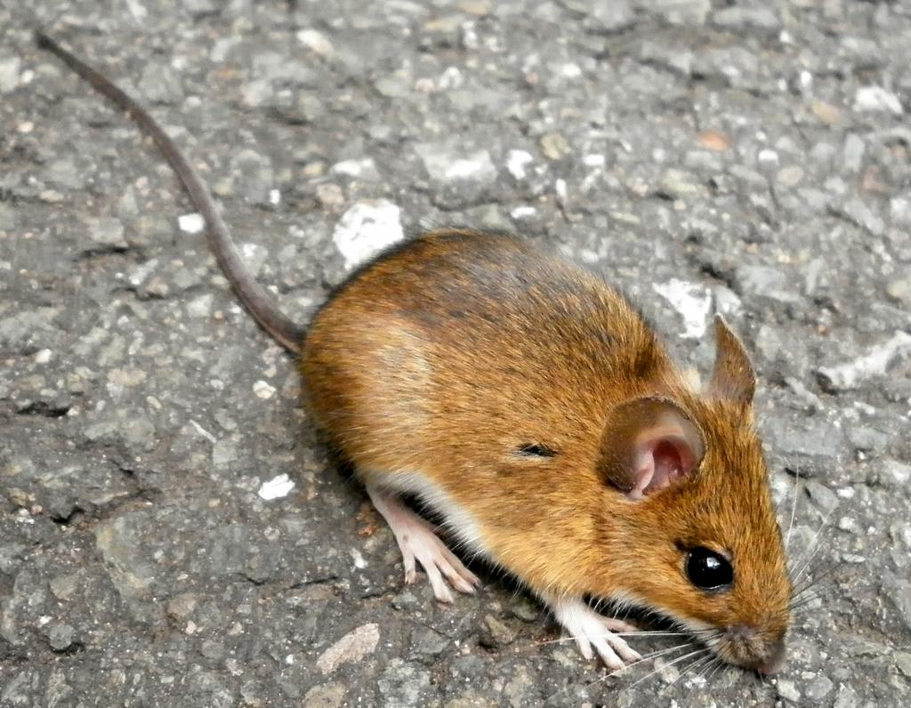 Gelbhalsmaus © Vojtech.dostal, Apodemus flavicollis (Ratiborice), CC BY-SA 3.0
Gelbhalsmaus