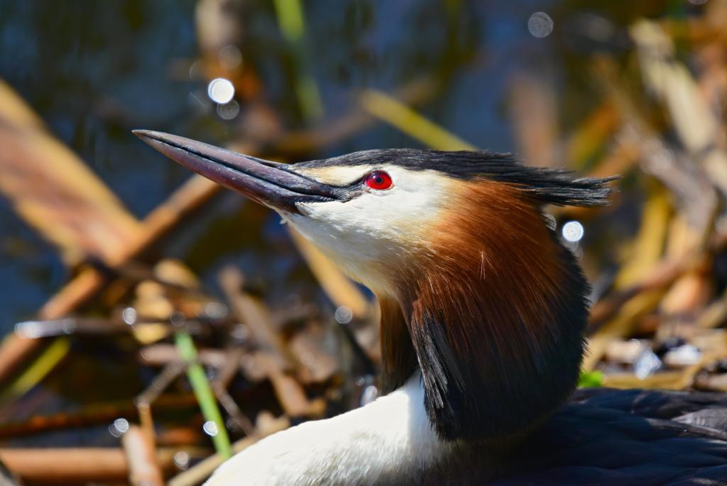 Haubentaucher © Pixabay Haubentaucher