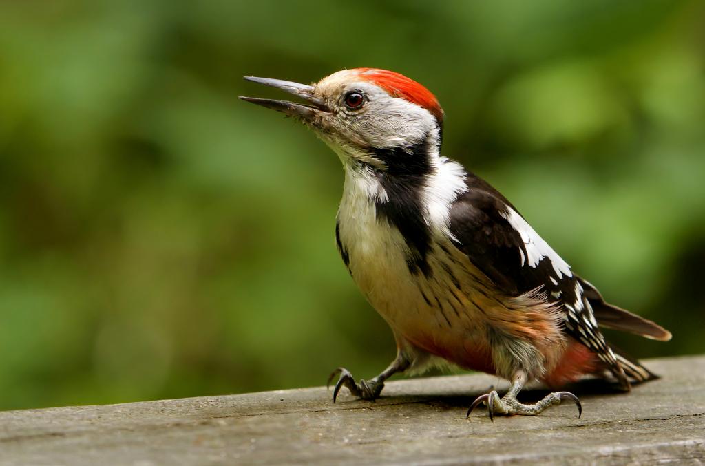 Mittelspecht © Frank Vassen from Brussels, Belgium, Middle-Spotted Woodpecker (Dendrocopus medius), Forêt de Soignes, Brussels (30300015084), CC BY 2.0
Mittelspecht