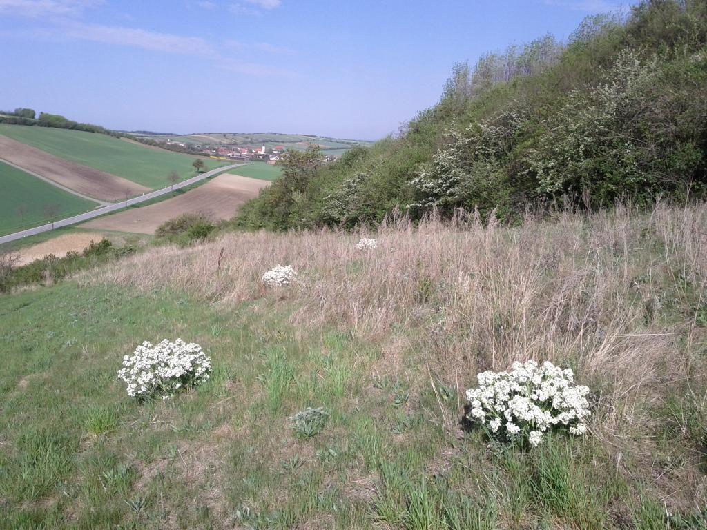 Tatarischer Meerkohl im Naturschutzgebiet Zeiserlberg bei Ottenthal