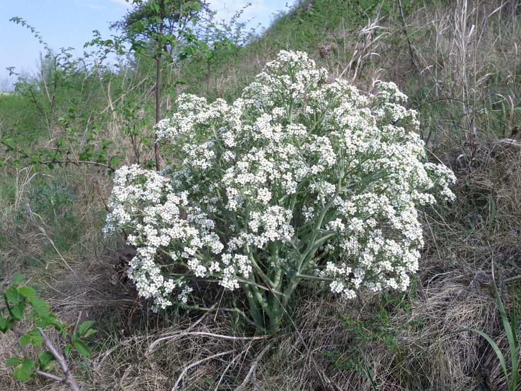 Tatarischer Meerkohl © Stefan.lefnaer at German Wikipedia, Crambe tataria 1, CC BY-SA 3.0 DE
Tatarischer Meerkohl