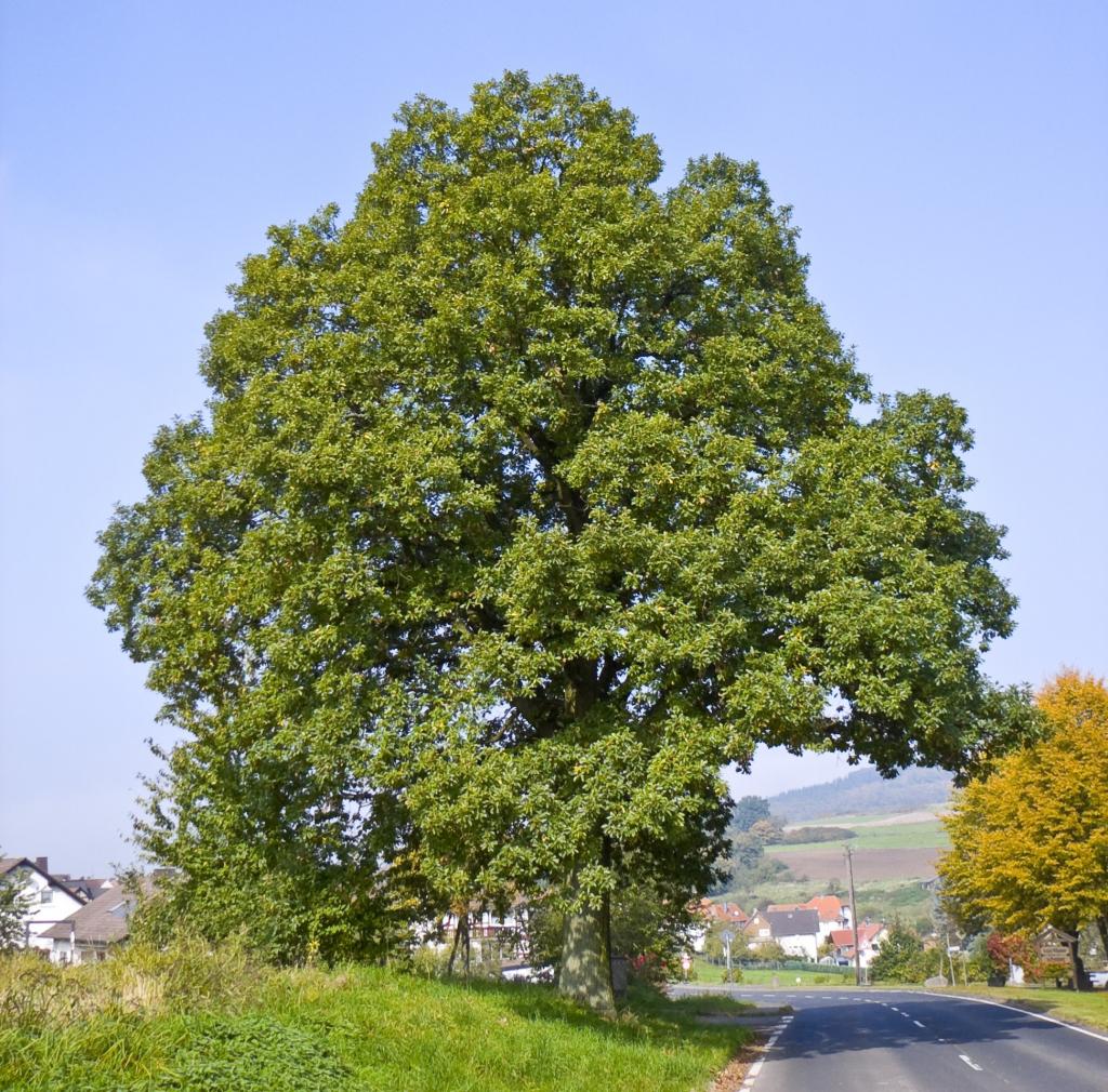 Traubeneiche © Willow, Quercus petraea 06, CC BY-SA 3.0
Traubeneiche