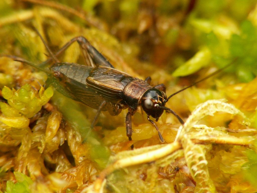 Waldgrille © Piet Spaans, Nemobius sylvestris frontal, CC BY-SA 2.5
Waldgrille