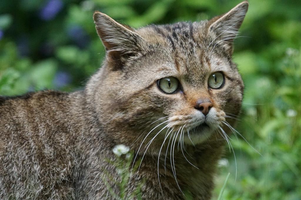 Wildkatze © Pixabay Gesicht einer Wildkatze