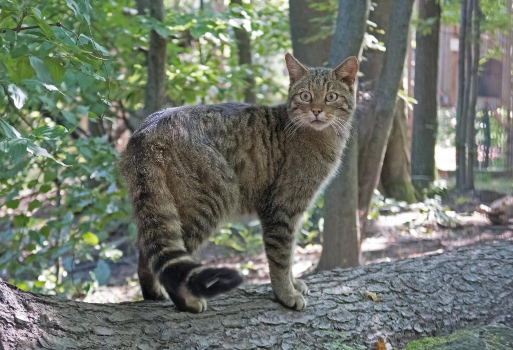 Wildkatze im Freien