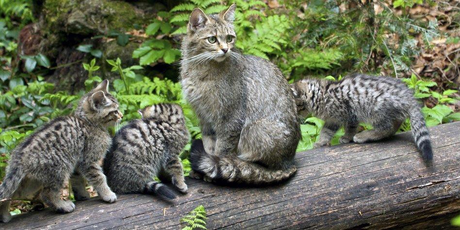 Wildkatzen © Wikimedia Commons (CC BY-SA 4.0) Wildkatzen auf Baumstamm