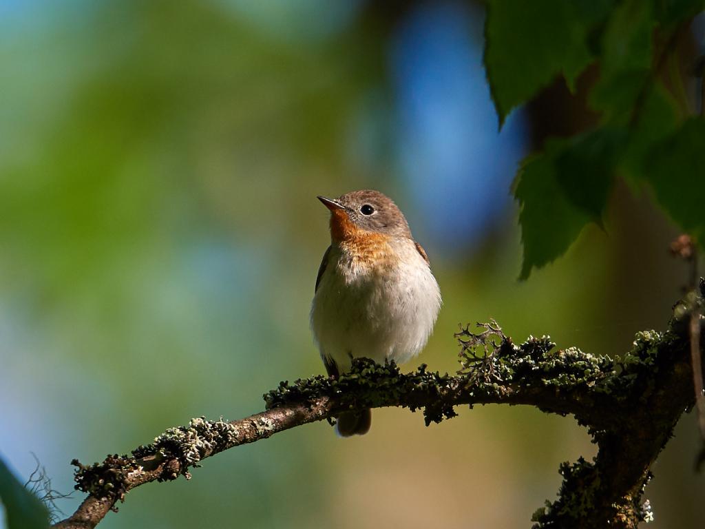 Zwergschnäpper © Magnus Lindberg / Flickr.com (CC BY-NC 2.0)
Zwergschnäpper