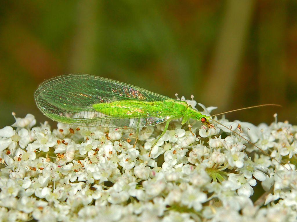 Gemeine Florfliege © Hectonichus / Wikimedia Commons (CC BY-SA 3.0) Gemeine Florfliege
