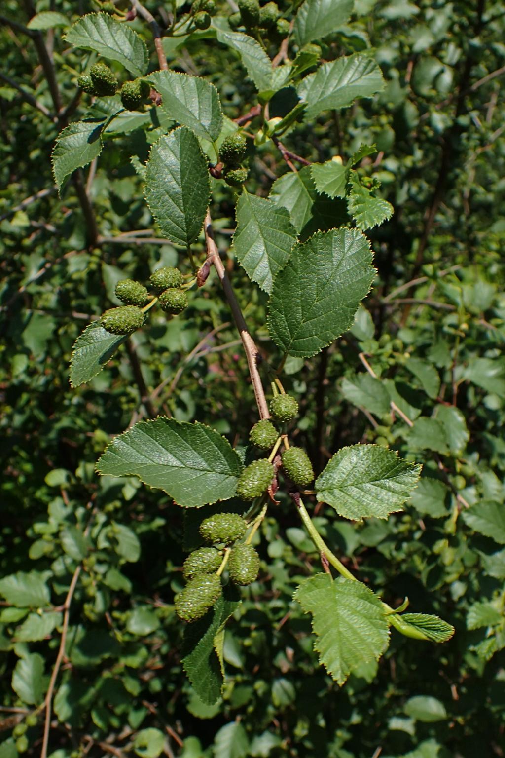 Grünerle © Krzysztof Ziarnek, Kenraiz, Alnus alnobetula kz02, CC BY-SA 4.0
Grünerle