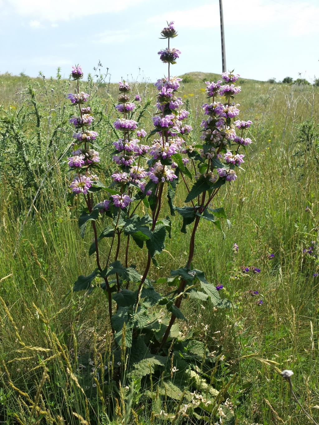 Knollen-Brandkraut © Stefan.lefnaer, Phlomis tuberosa, CC BY-SA 4.0
Knollen-Brandkraut