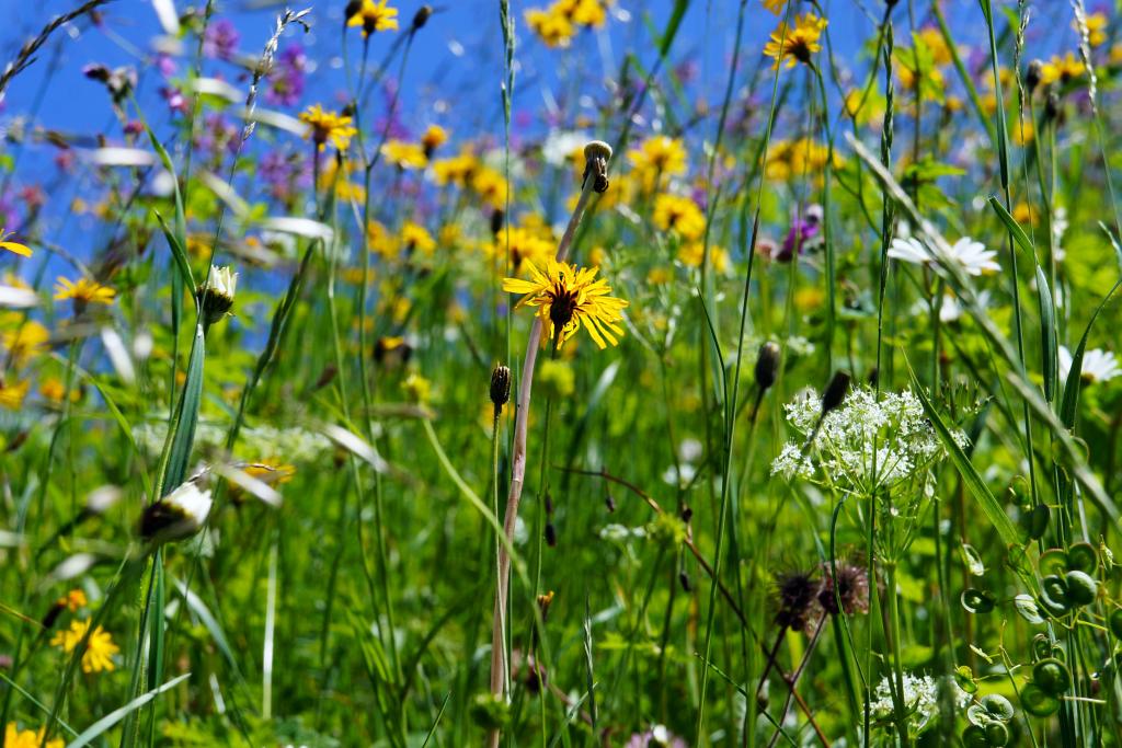 bunt blühende Blumenwiese