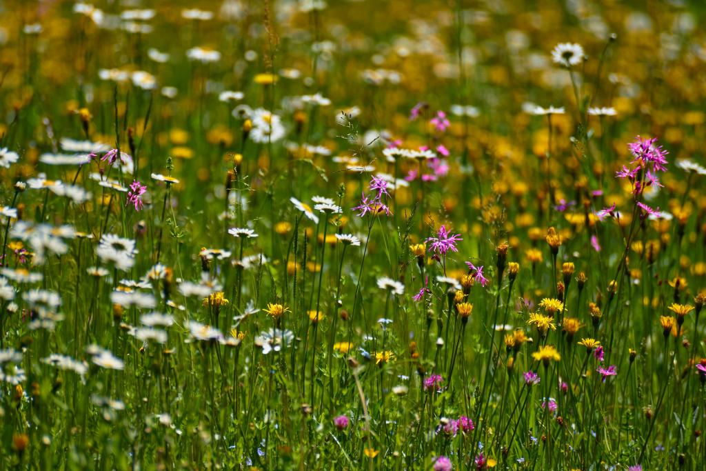 Blumenwiese © TF3000/pixabay (CC0) Blumenwiese mit Wiesen-Margerite und rosa Pech-Nelken