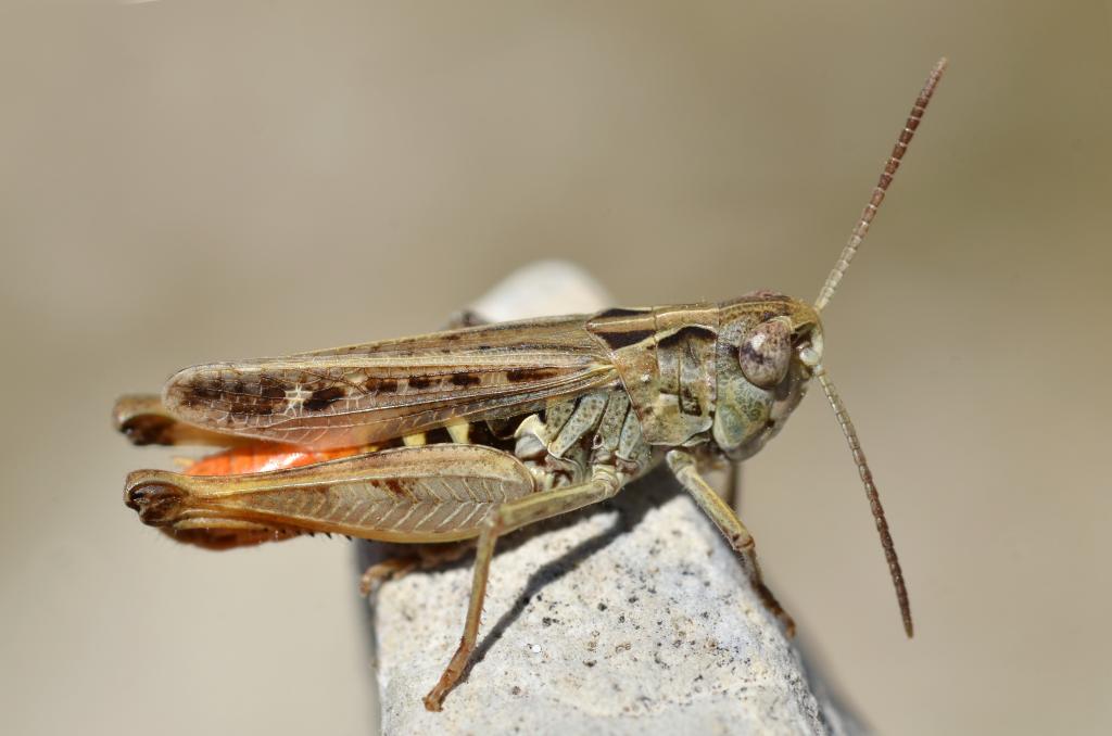 Rotleibiger Grashüpfer