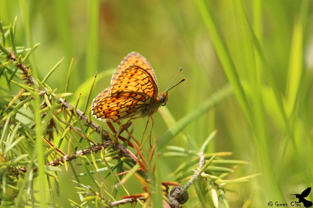 Saumfleck-Perlmutterfalter © Green Claw / Flickr (CC BY-NC-ND 2.0)
Saumfleck-Perlmutterfalter