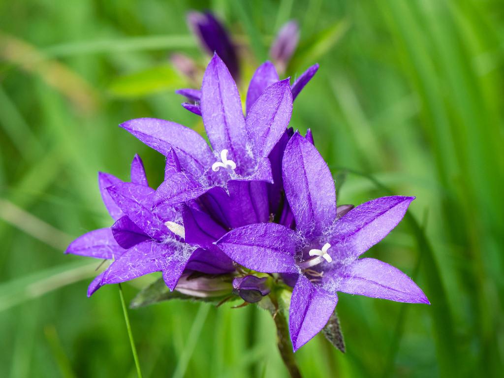 Knäuel Glockenblume