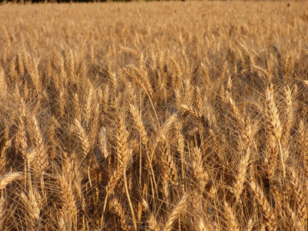 Hartweizen © Christine DAUTIN / Pixabay Hartweizen (Durum)