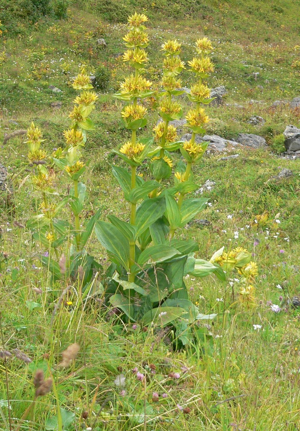 Gelber Enzian © Philipendula / Wikimedia Commons CC BY-SA 3.0 Gelber Enzian