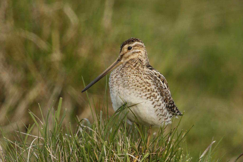 Die Bekassine braucht baumarme, große Feuchtflächen um dort erfolgreich brüten zu können. © BirdLife Österreich/Michael Dvorak Die Bekassine braucht baumarme, große Feuchtflächen um dort erfolgreich brüten zu können.