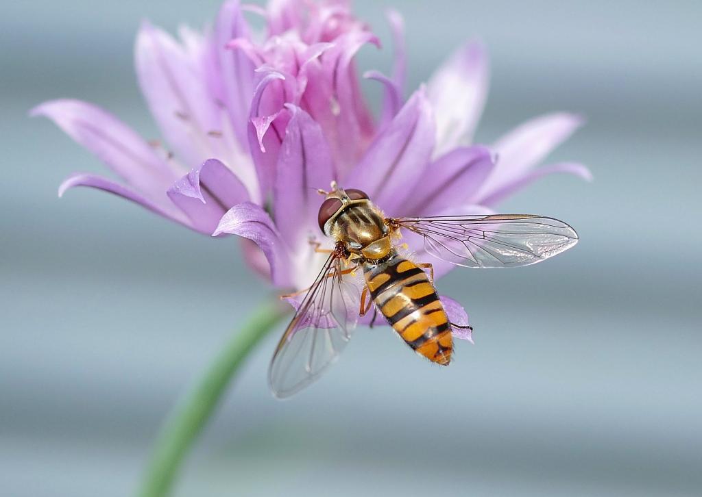 Hainschwebfliege beim Blütenbesuch auf Schnittlauch