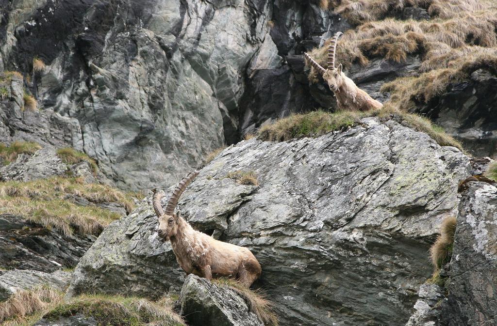 Steinböcke im Nationalpark Hohe Tauern