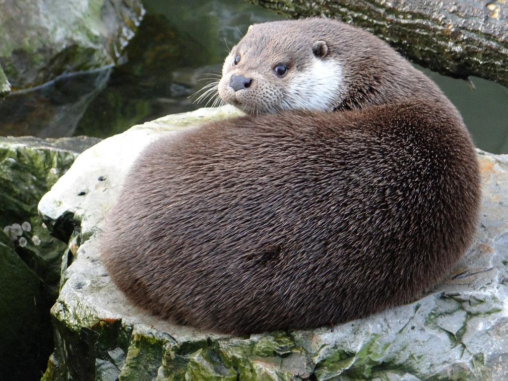 Europäischer Fischotter © pixabay.com Europäischer Fischotter