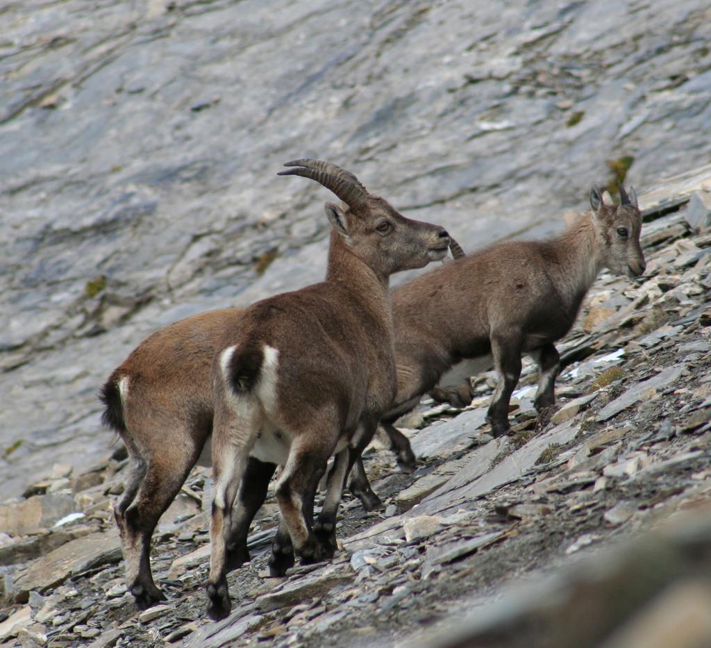 Steinwildgeißen im Nationalpark Hohe Tauern