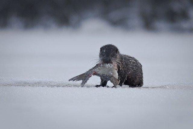Junger Fischotter mit Beute © pixabay.com Junger Fischotter mit Beute