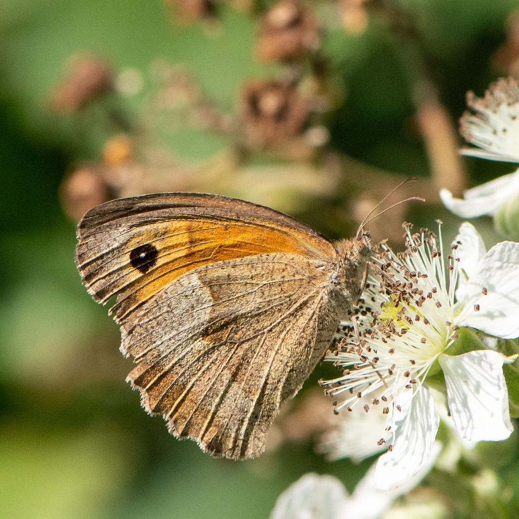 Großes Ochsenauge © Alfred L./Schmetterlingsapp Großes Ochsenauge