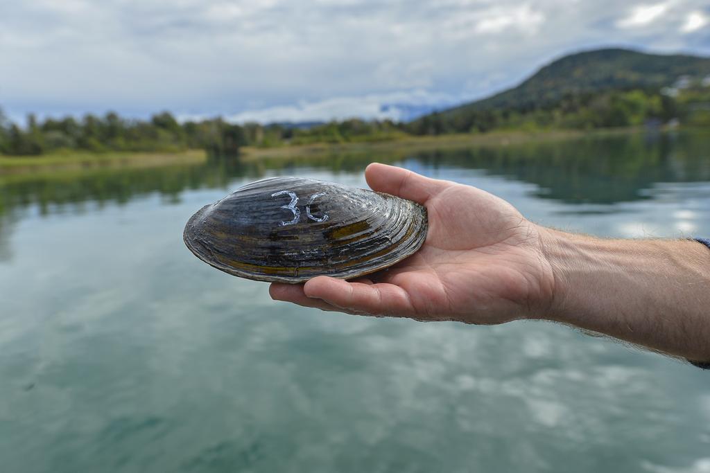 Große Teichmuschel am Wörthersee