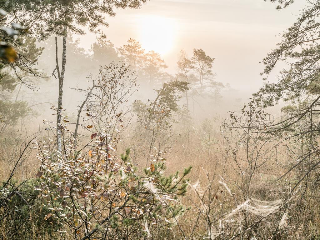 Das Ibmer Moor in Oberösterreich © NATURSCHAUSPIEL/OÖ Tourismus / Robert Maybach Das Ibmer Moor in Oberösterreich