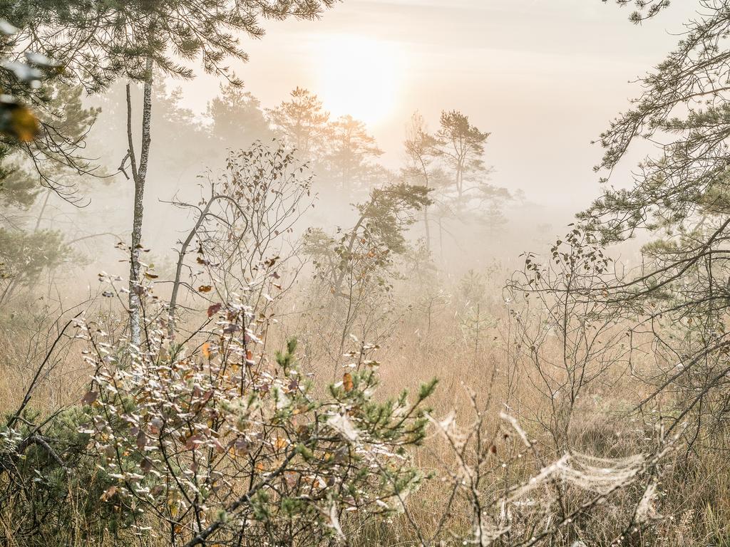 Das Ibmer Moor in Oberösterreich