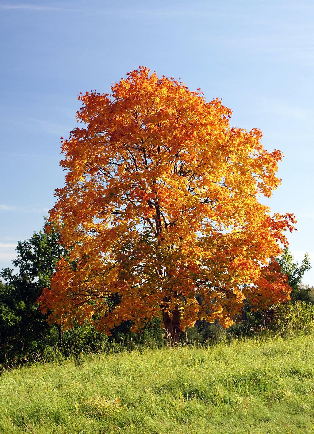 Spitz Ahorn Acer platanoides © Włodzimierz Wysocki / Wikimedia Commons (CC BY-SA 3.0) Spitz Ahorn Acer platanoides