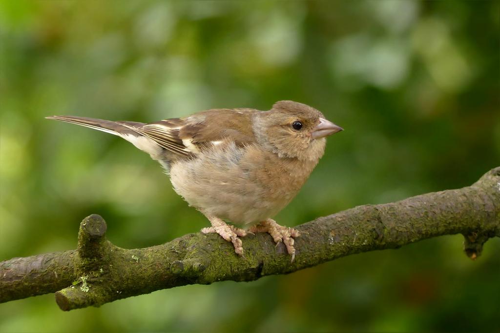 Buchfink-Weibchen © Oldiefan/pixabay (CC0) Buchfink