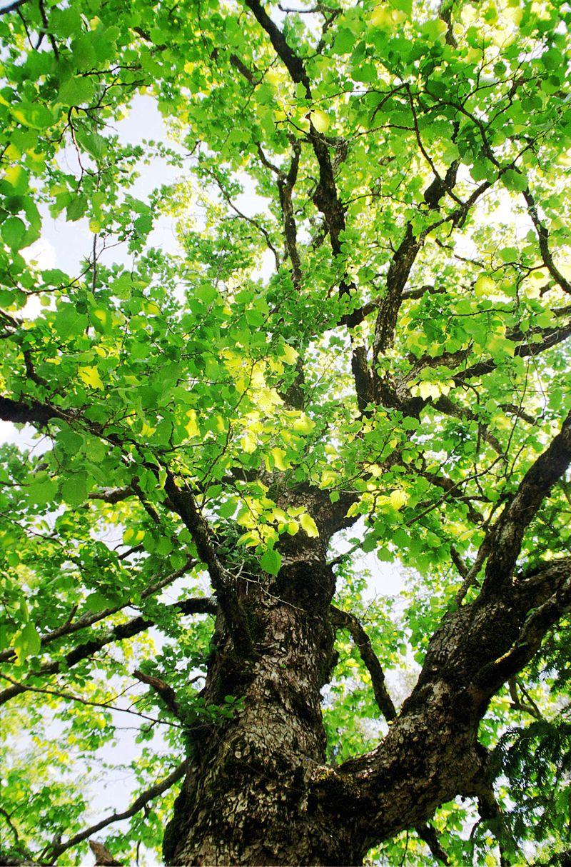 Baumhasel Corylus Collurna