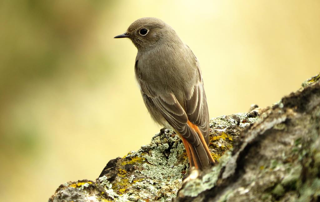 Gartenrotschwanz, Weibchen © Máté Markovics/pixabay (CC0) Gartenrotschwanz-Weibchen