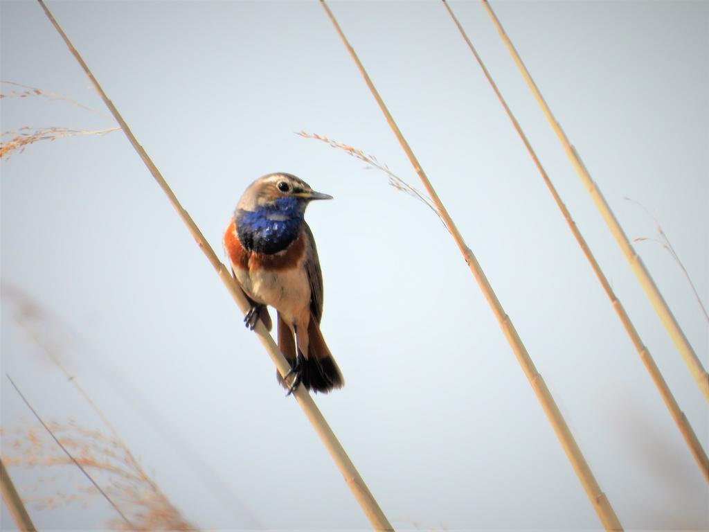 Weißsterniges Blaukehlchen © Peter Kasteren van/Pixabay (CC0) Blaukehlchen, männliches Exemplar auf Schilfhalm