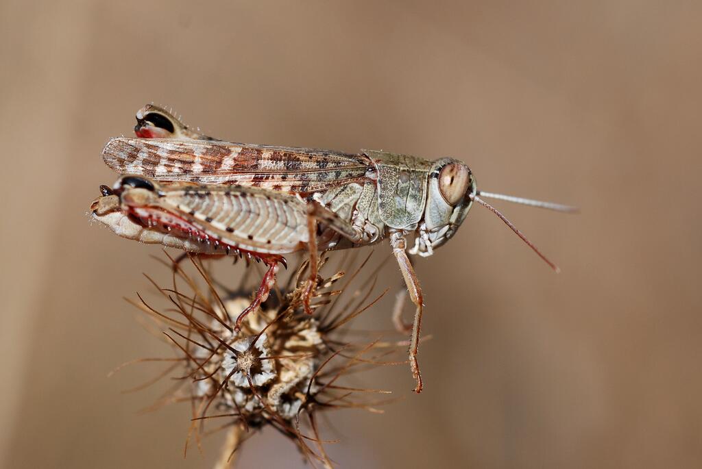 Italienische Schönschrecke
