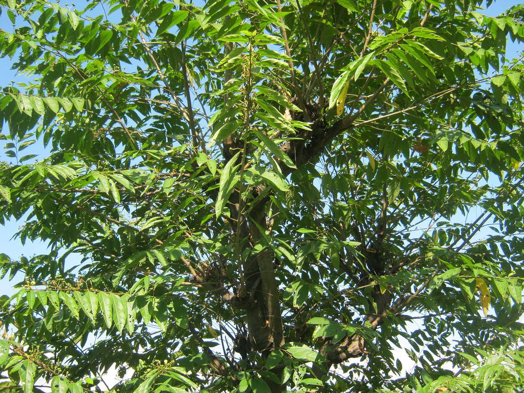 Celtis Australis Zürgelbaum © Krish Dulal / Wikimedia Commons (CC BY-SA 3.0) Celtis Australis Zürgelbaum