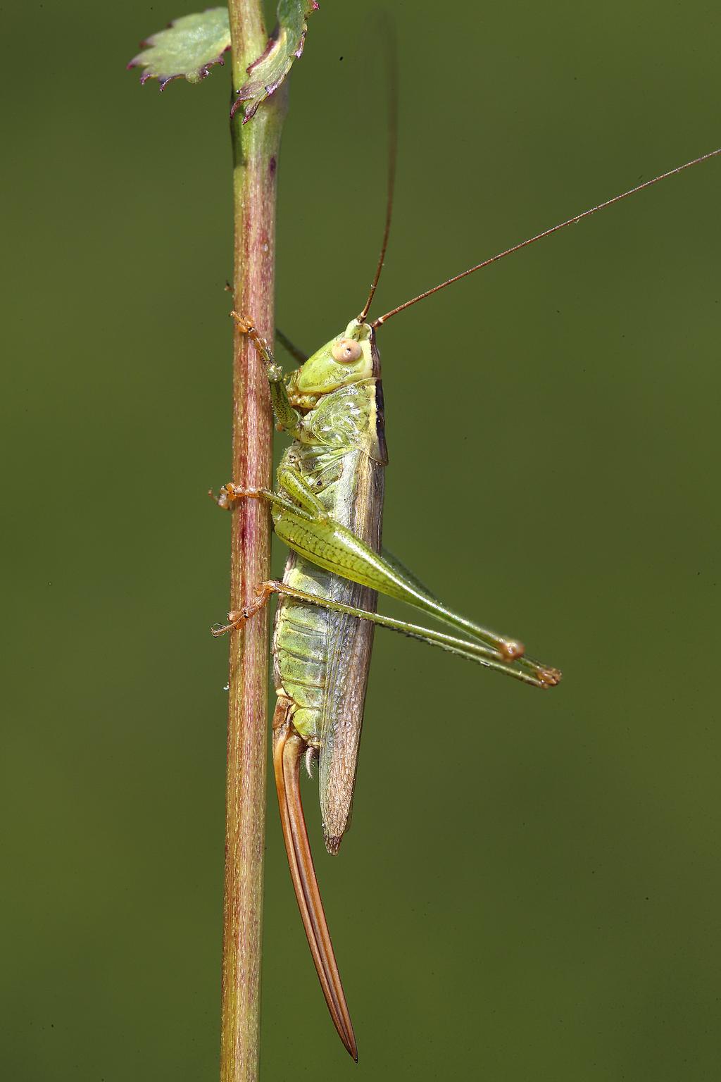 Conocephalus fuscus © Gernot Kunz Conocephalus fuscus