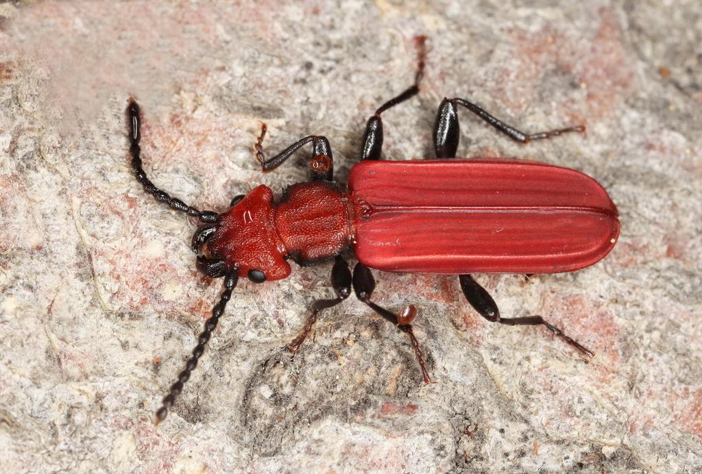 Scharlachkäfer © Christian Komposch Scharlachkäfer