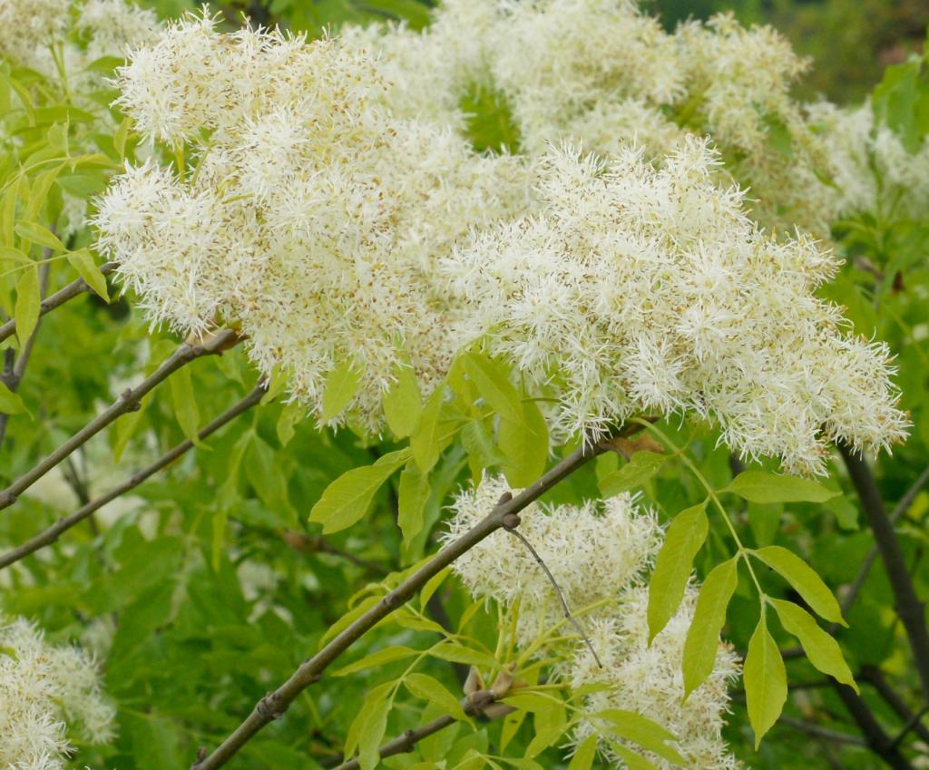 Blumen-Esche (Fraxinus ornus), © Robert Flogaus-Faust, Fraxinus ornus 2 RF, CC BY 4.0
Blumen-Esche (Fraxinus ornus),