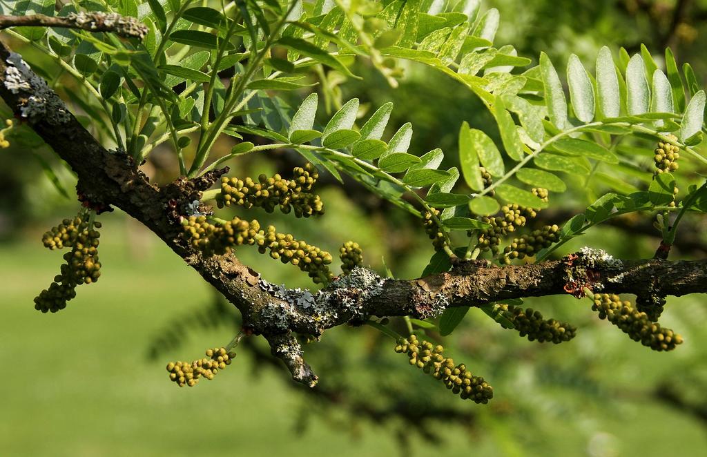 Gleditische Lederhülsenbaum © Gerd Eichmann / Wikimedia Commons (CC BY-SA 4.0) Gleditische Lederhülsenbaum