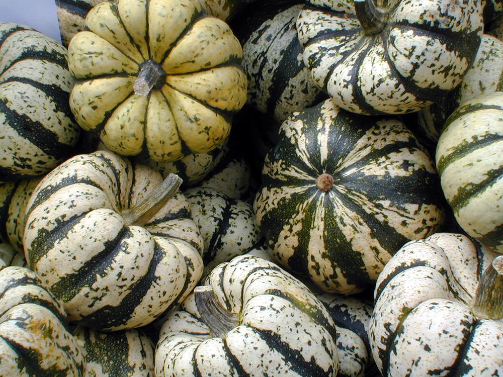 © Harald Bischoff, Kuerbisse 3081, CC BY-SA 3.0
Sweet Dumpling