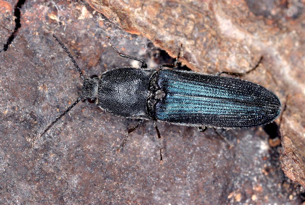 Veilchenblauer Wurzelhals-Schnellkäfer © Ekkehard Wachmann Veilchenblauer Wurzelhals-Schnellkäfer